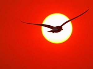 парящая птица в красном на фоне солнца