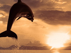 дельфи в прыжке желто-серый фон