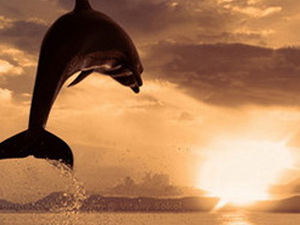 прыжок дельфина желтоватый фон