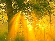 блики пробивающегося солнца в лесу