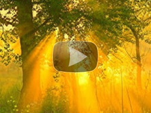 блики пробивающегося солнца в лесу