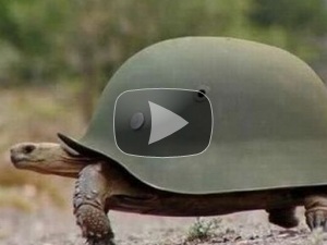 черепаха в каске