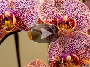 пестрая орхидея 